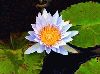 white_lily.jpg